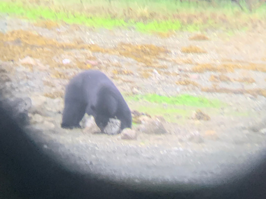 Black Bear Kayaking-托菲诺必去景点
