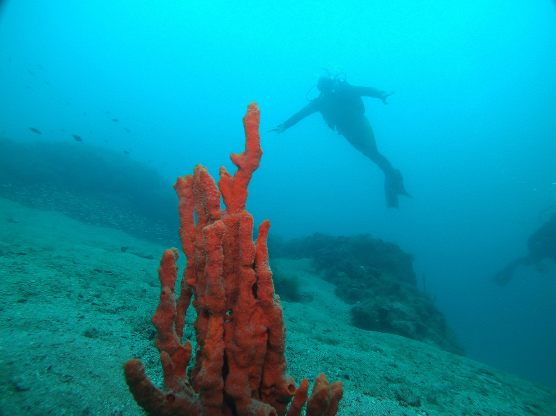 Argonauta Diving Resort景点图片