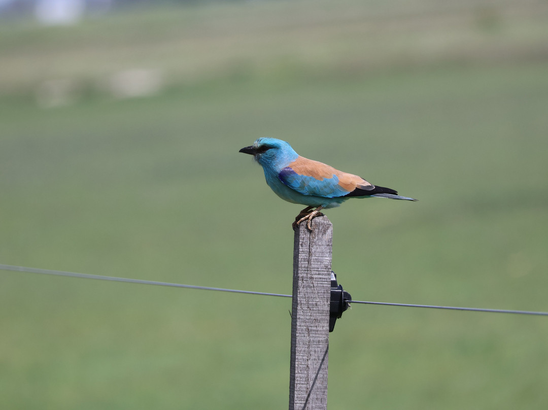 Wings of Hungary - birding and nature tours景点图片