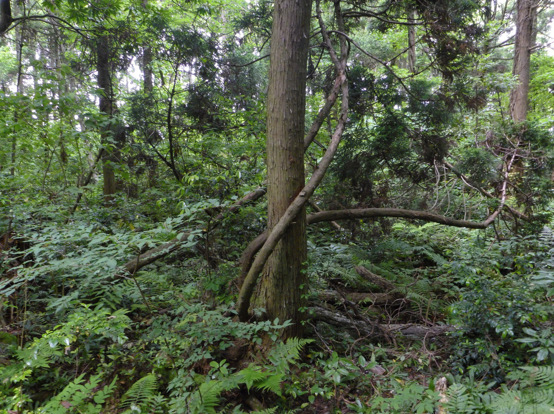 Sugisawa no Sawasugi-入善町必去景点