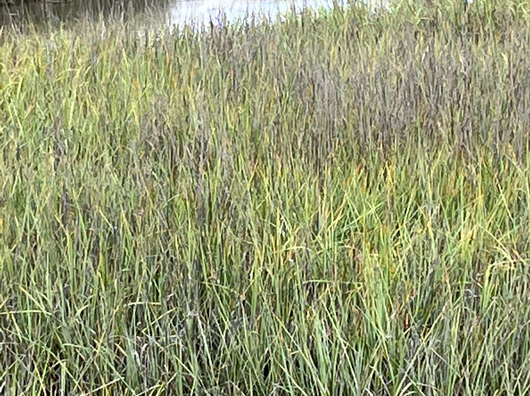 San Elijo Lagoon Ecological Reserve景点图片