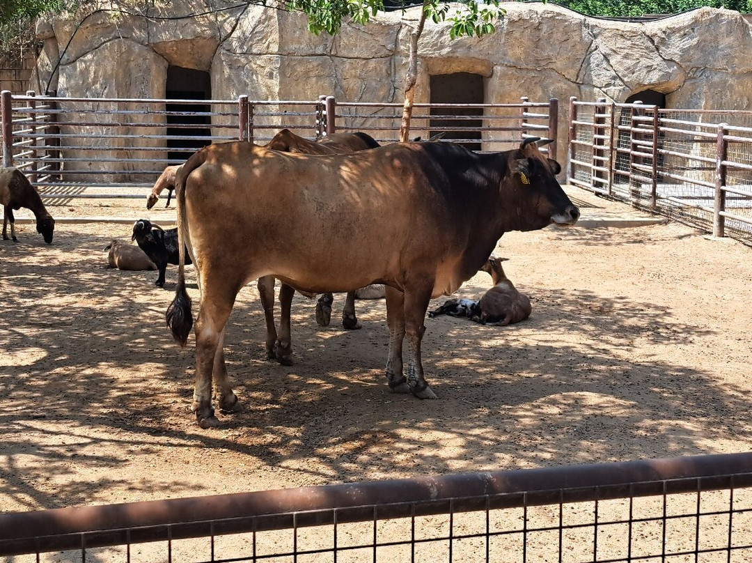 Limassol Zoo-利马索尔必去景点