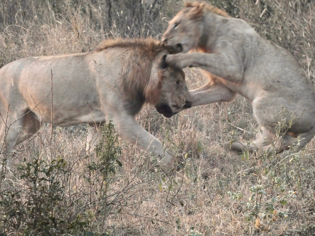 Discover Kruger Safaris-库马堤港必去景点