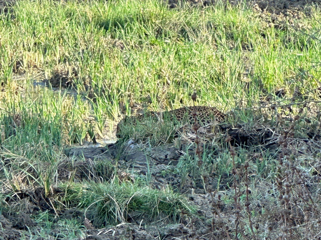 Thisaru Safari-蒂瑟默哈拉默必去景点