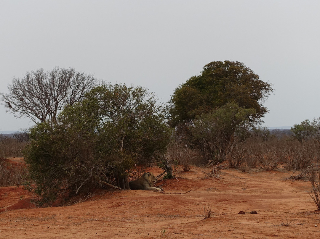 Tsavo East National Park景点图片