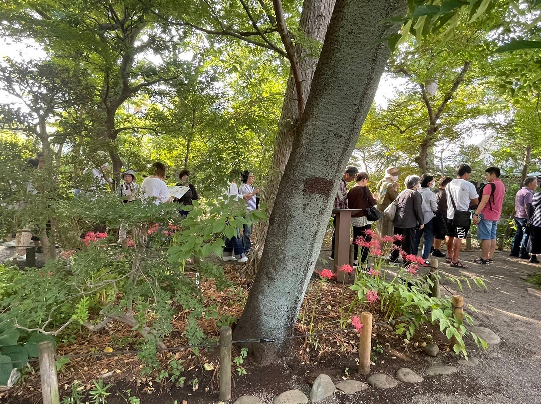 Makino Memorial Garden & Museum景点图片