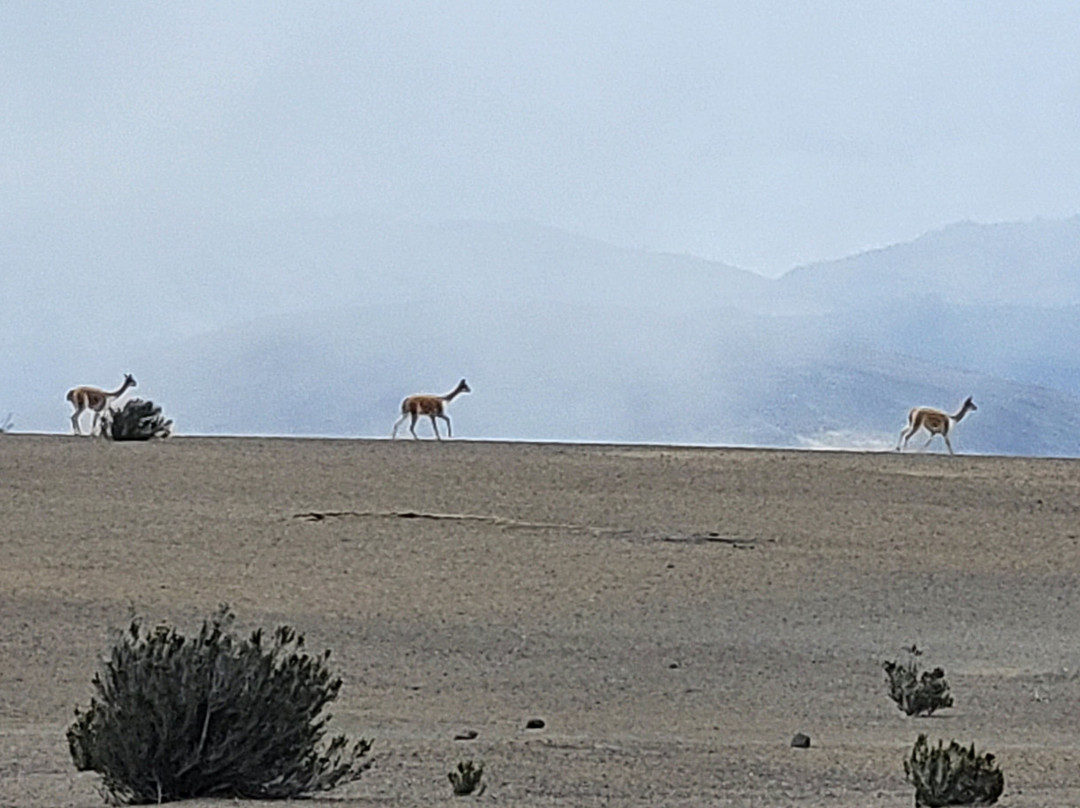 Biking Spirit-Riobamba必去景点