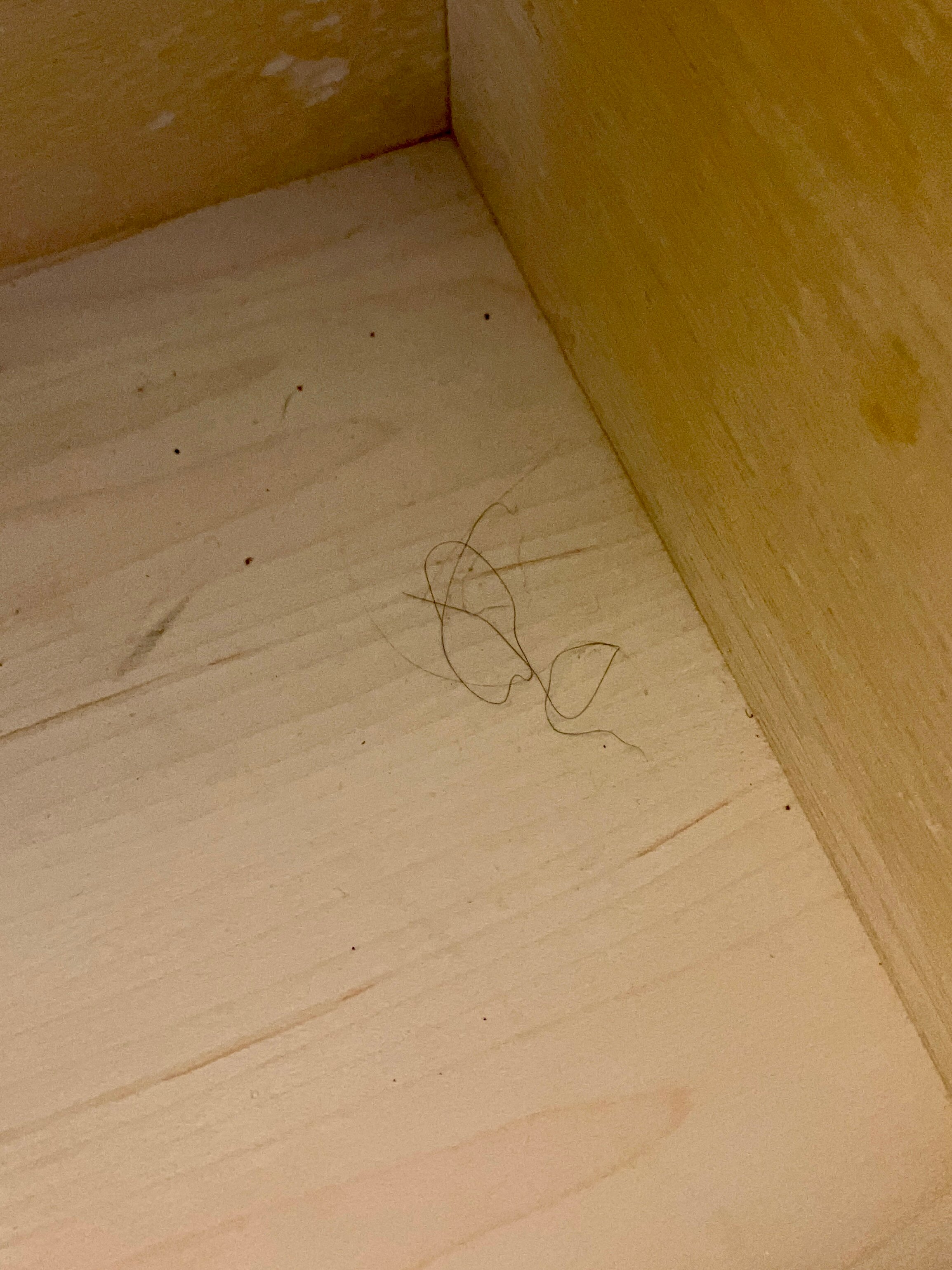 Hyatt Place Detroit/Livonia-客卧