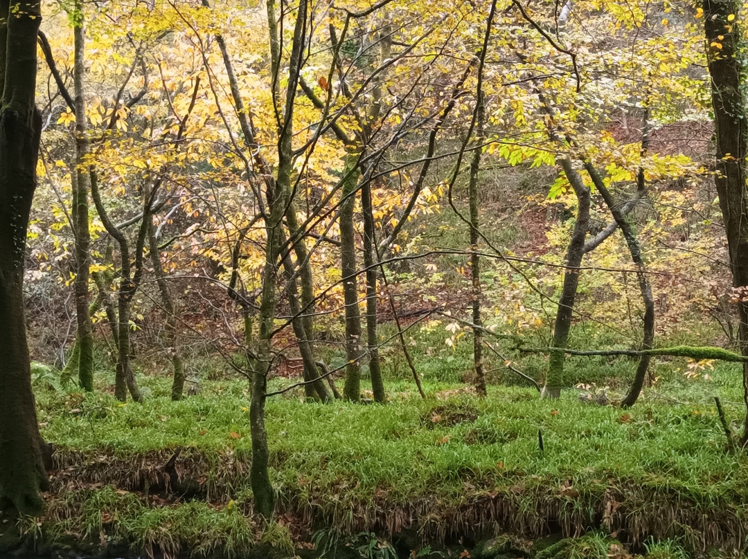 St Neot Two Valleys-St. Neot必去景点