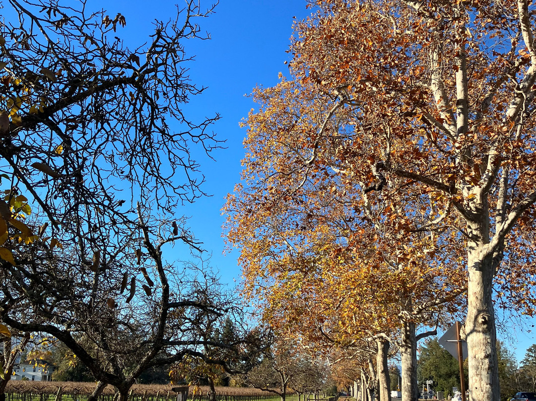 Vineyard Country Inn主图