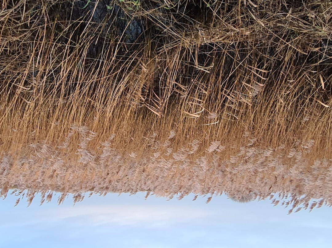 Wheatfen Nature Reserve Surlingham景点图片