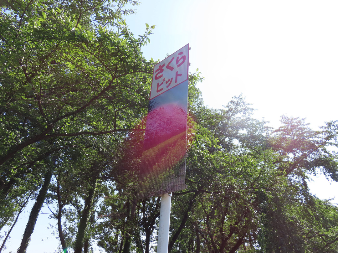 Nanohana Road景点图片