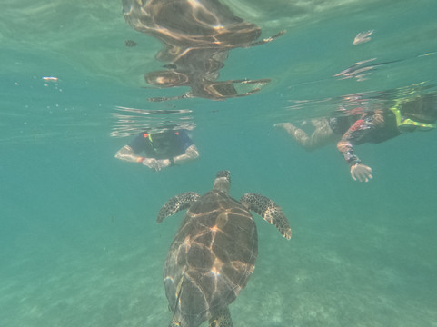 Marine Life Akumal MX-艾库玛尔必去景点
