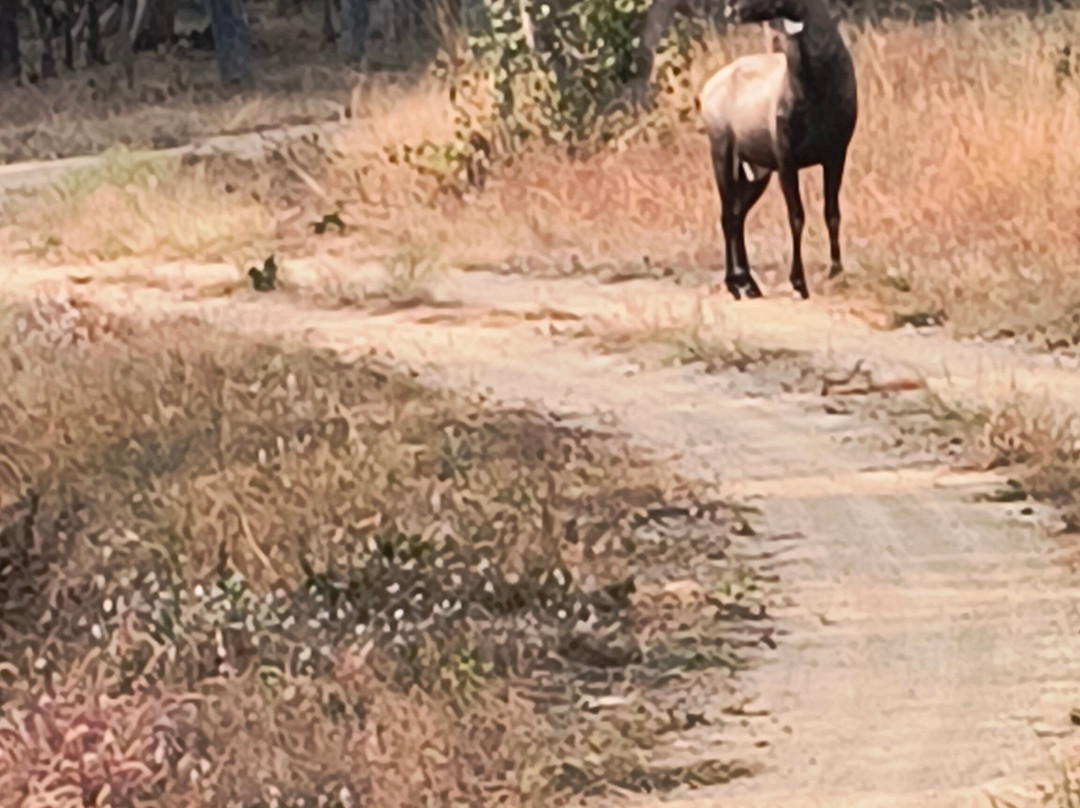 Tipeshwar Wildlife Sanctuary景点图片