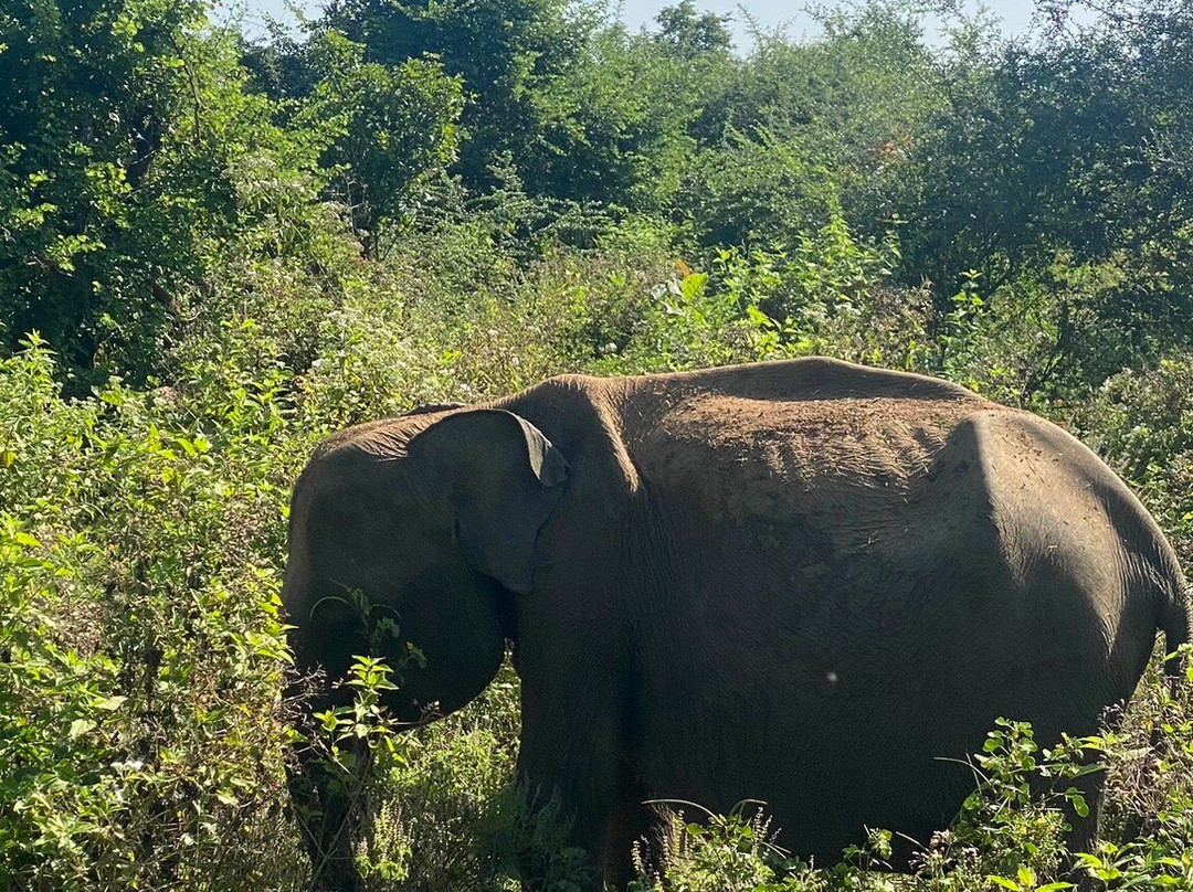 Srilanka Shami Tour Driver-乌达瓦拉瓦必去景点