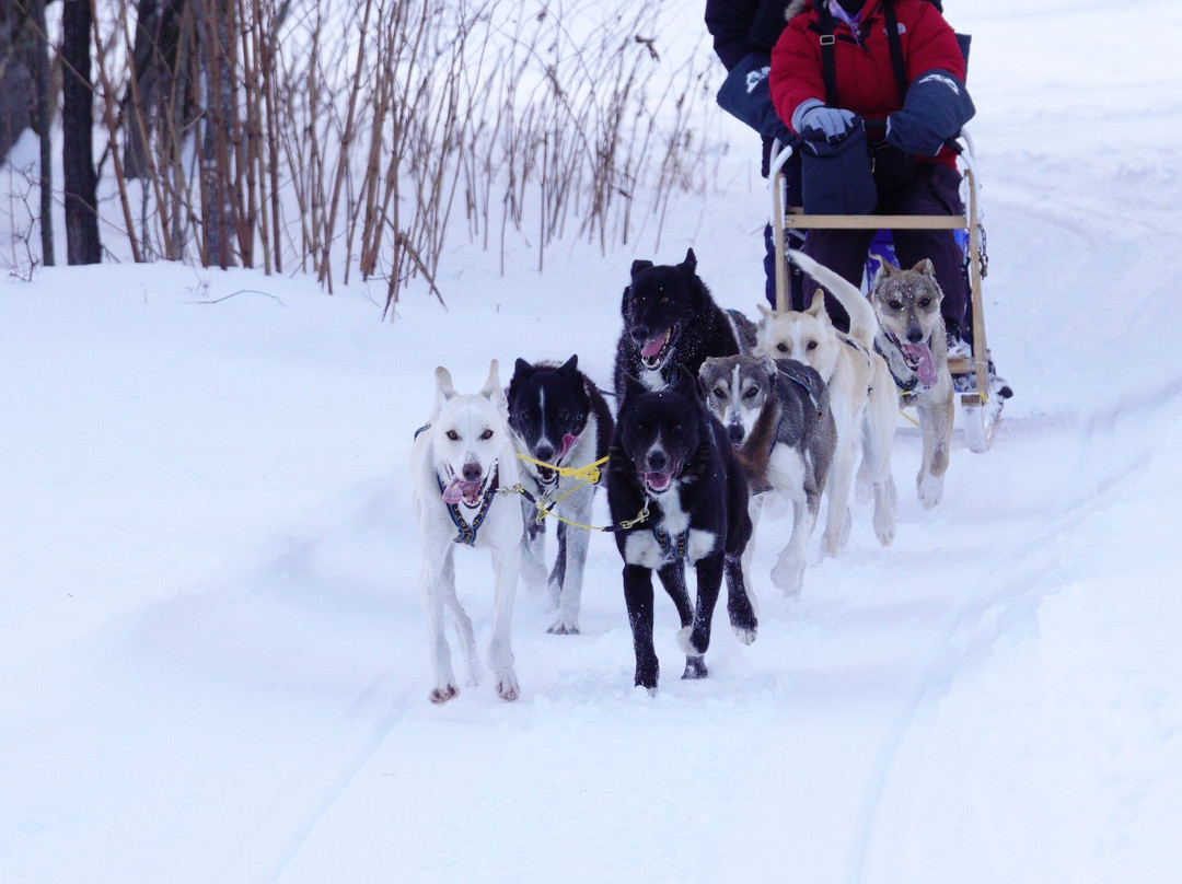 Mushing Works Dog Sledding Tours-鹿追町必去景点