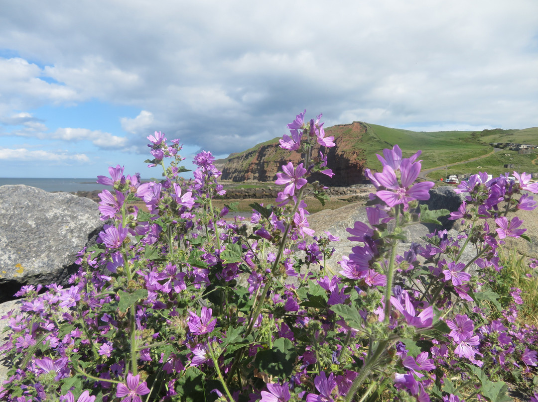 Skinningrove Beach景点图片