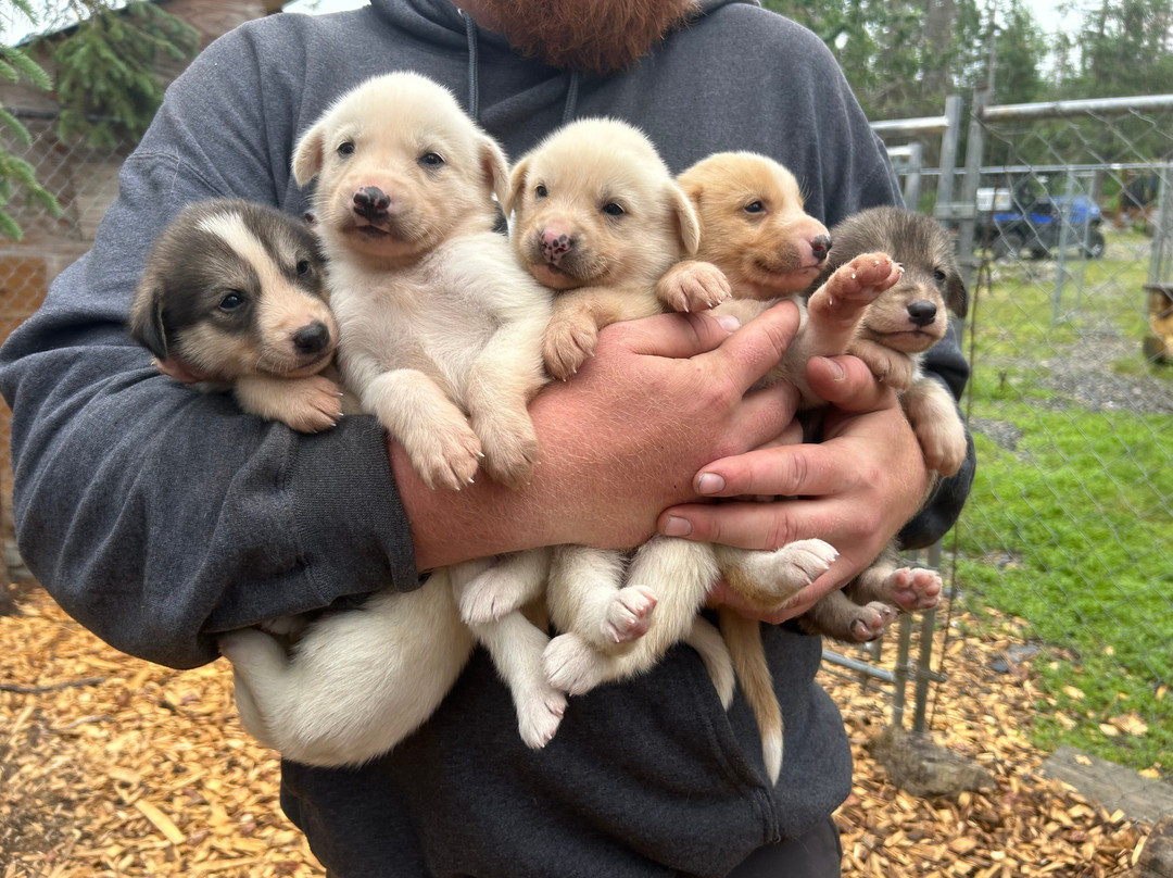 Squid Acres Kennel Dogsled Tours景点图片