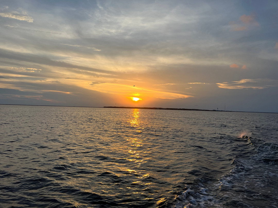 Harbor Star Dolphin Tours景点图片