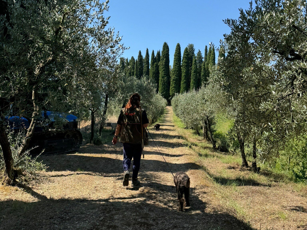 Fattoria Collebrunacchi-圣米尼亚托必去景点