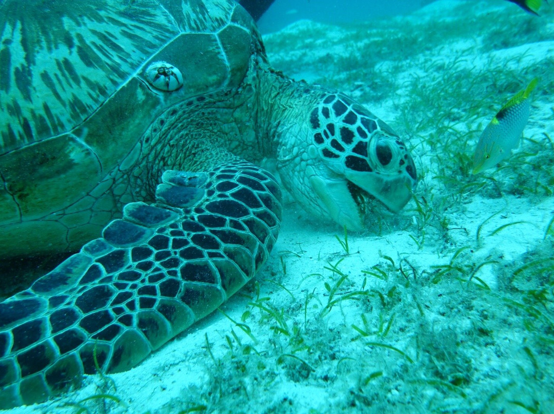 Scotty's Action Sports Network-Panglao必去景点