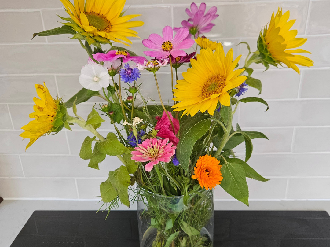 Writtle Sunflowers景点图片