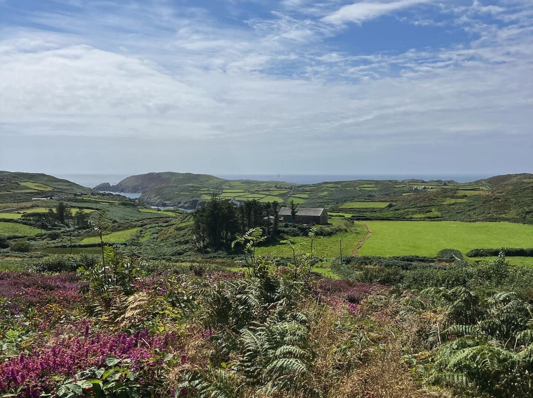 Cape Clear Ferry-Schull必去景点