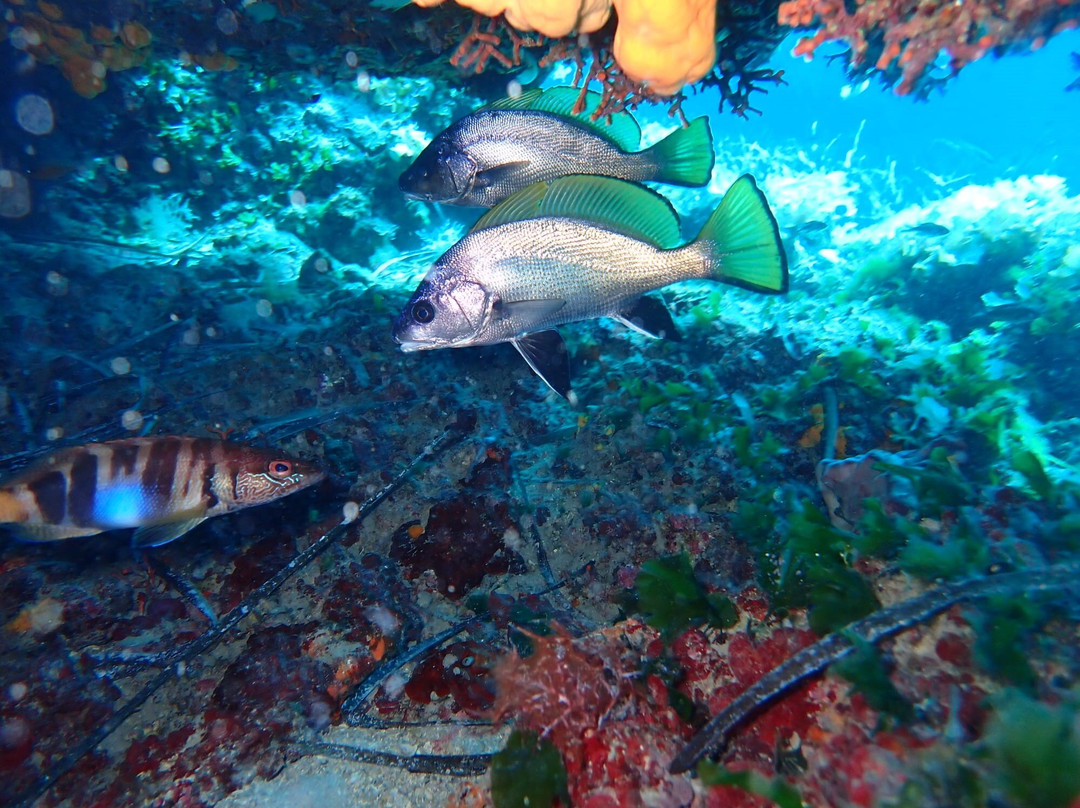 Diving Center Viking Hvar景点图片