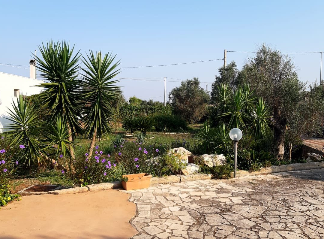 Microborgopasca主图