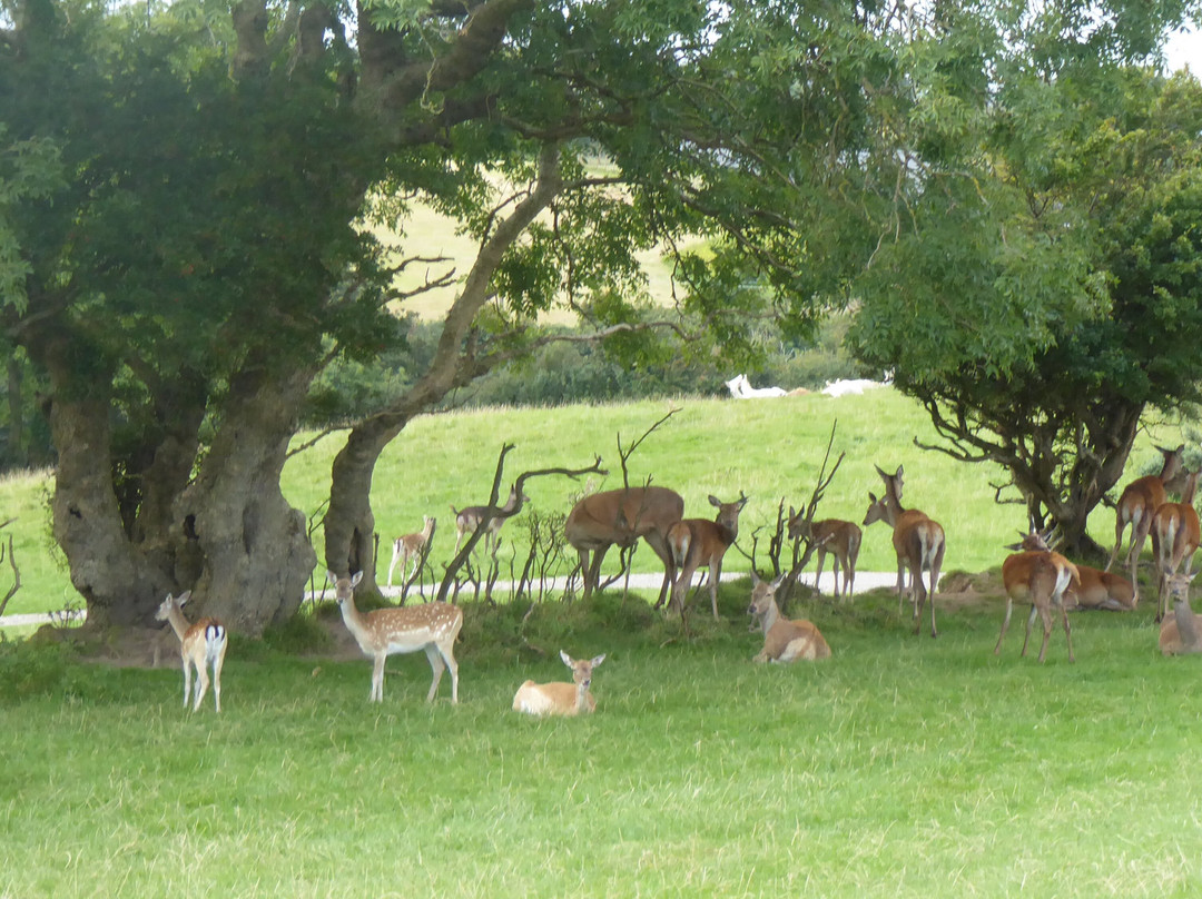 Great Wedlock Farm & Deer Park景点图片