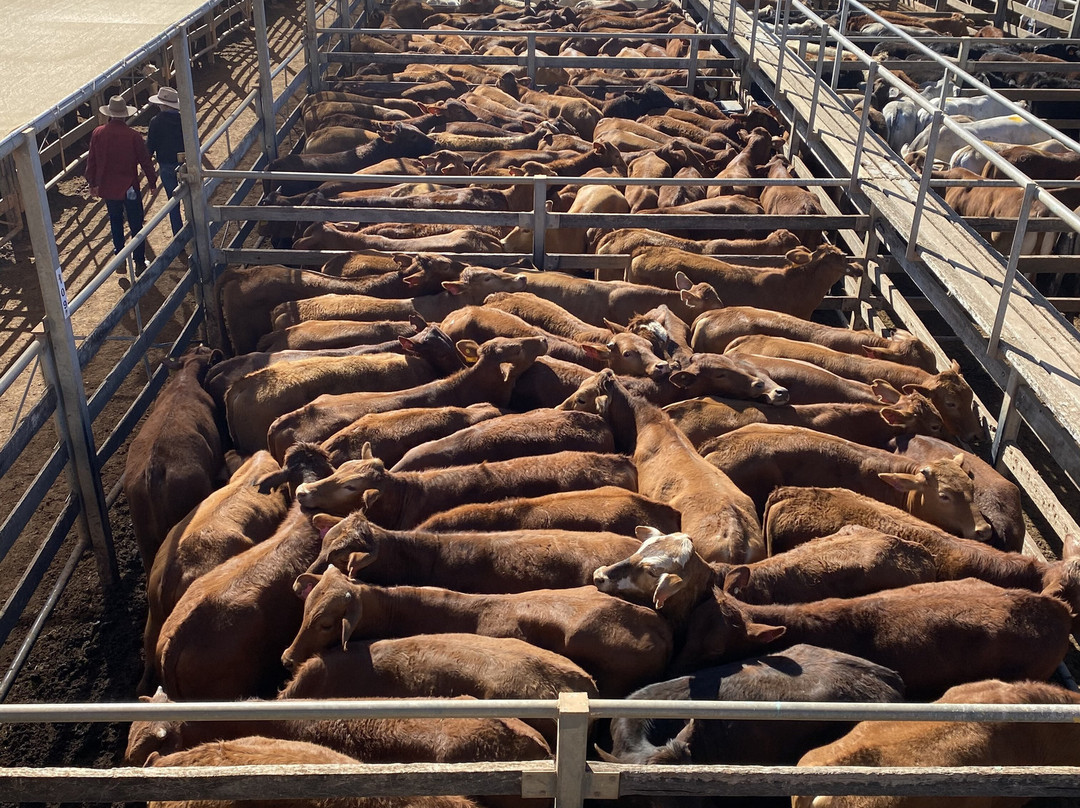 Roma Cattle Saleyards-Roma必去景点