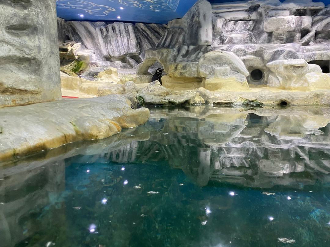 Lido di Jesolo Sea Life Aquarium-耶索洛必去景点
