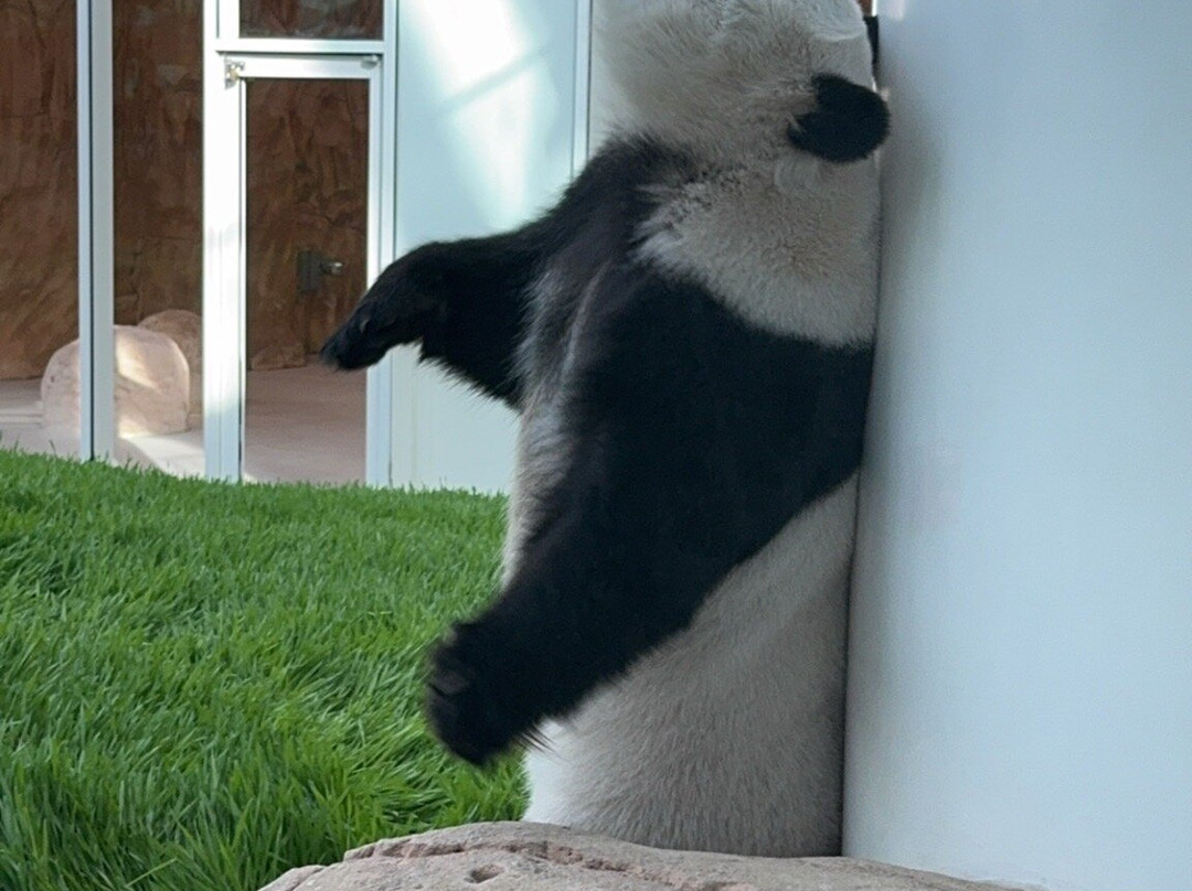 Panda House At Al Khor Park-Al Khor必去景点