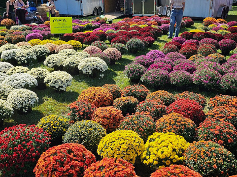 Darlington Apple Festival-Darlington必去景点