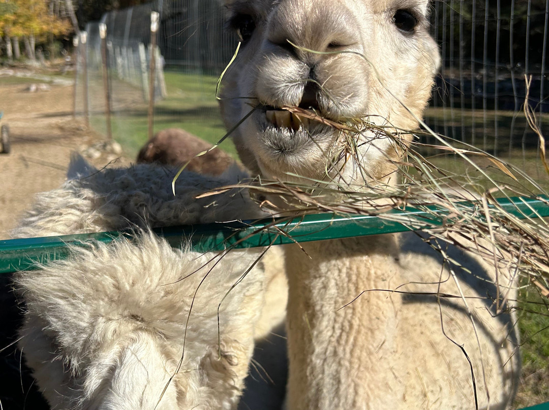 Cape Newagen Alpaca Farm景点图片