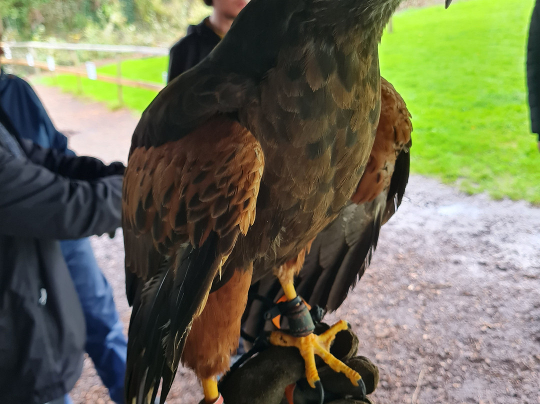 North Somerset Bird of Prey Centre-Congresbury必去景点