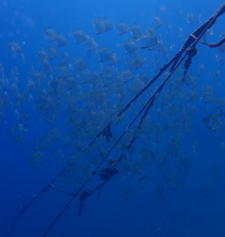 Jellyfish Divers Village-沙努尔必去景点