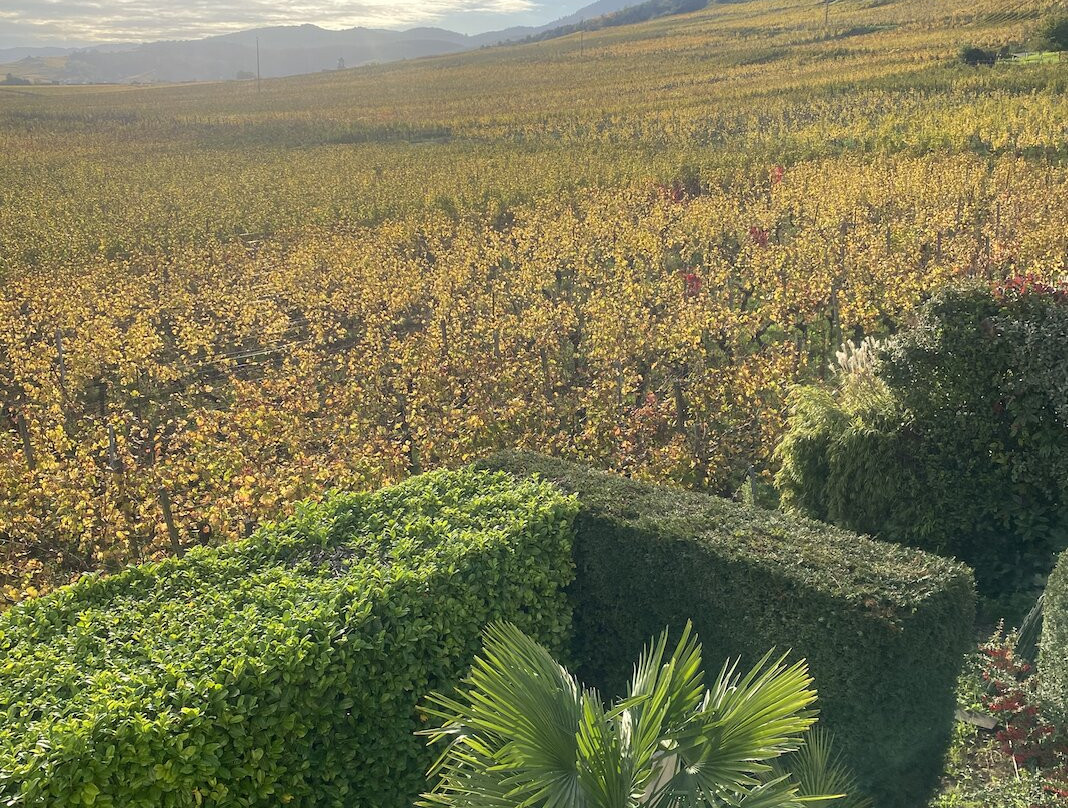 Au Coeur du Vignoble主图