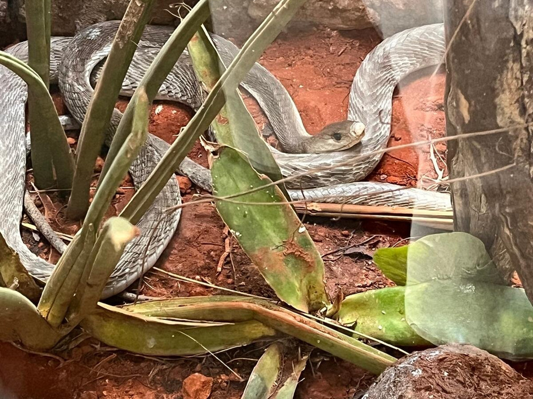 The Watamu Snake Farm-瓦塔木必去景点