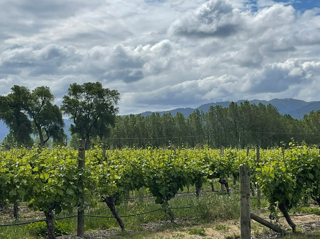 Bubbly Grape Wine Tours-布伦海姆必去景点