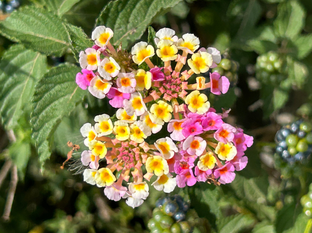 Bozic uje oil-耶尔萨必去景点