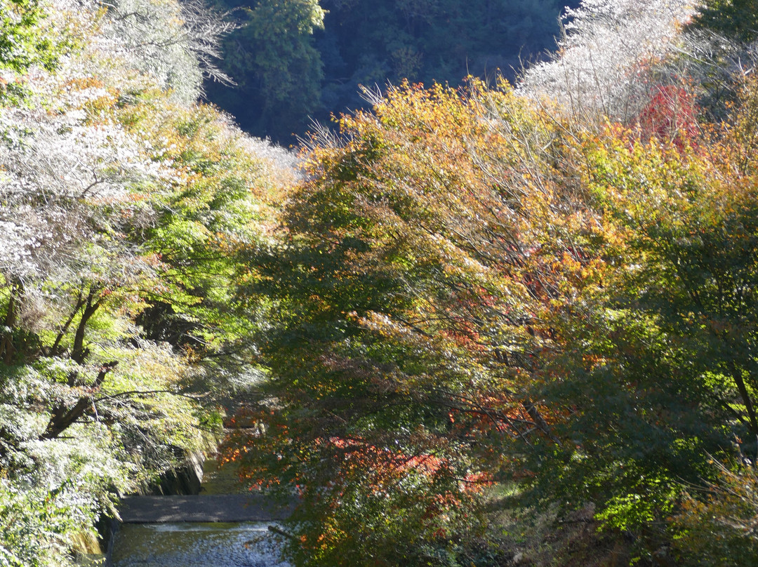 Obara Fureai Park / Shikizakura-丰田市必去景点