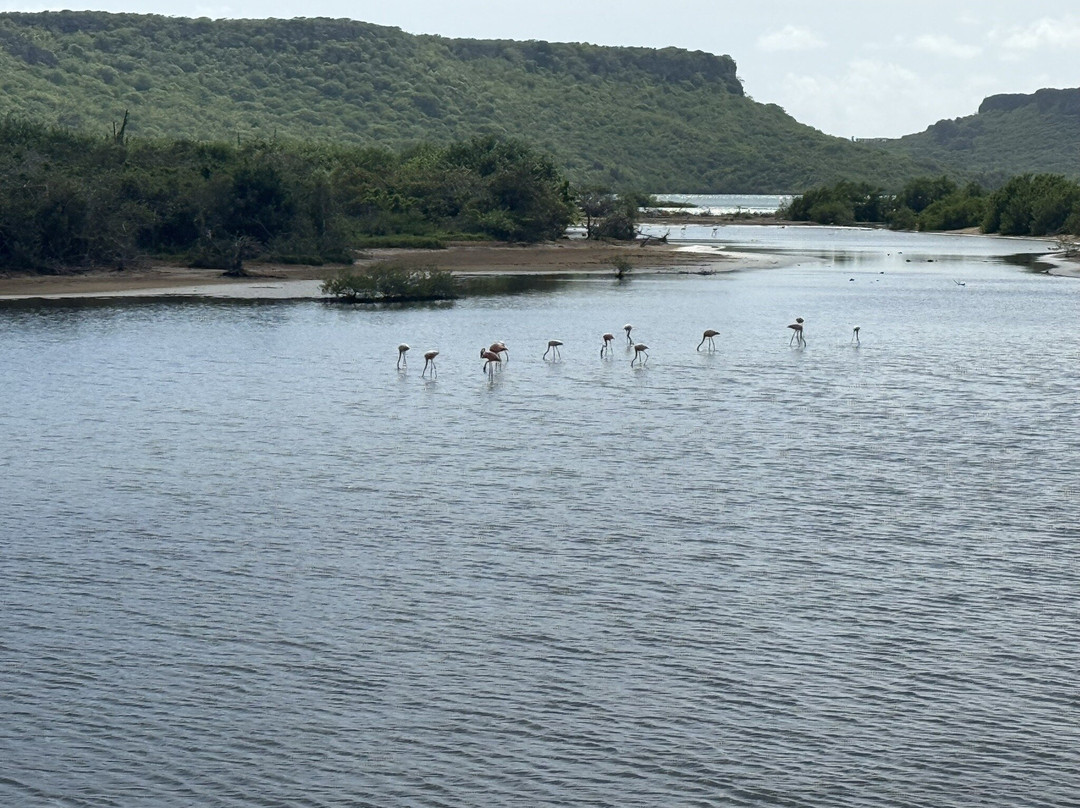 Flamingo Sanctuary Sint Willibrordus-Sint Willibrordus必去景点
