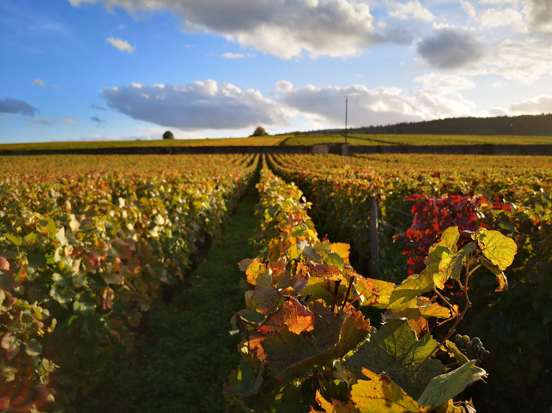 Clos Du Moulin Aux Moines景点图片