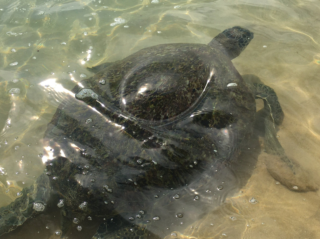 Sameera Tours-希克杜沃必去景点