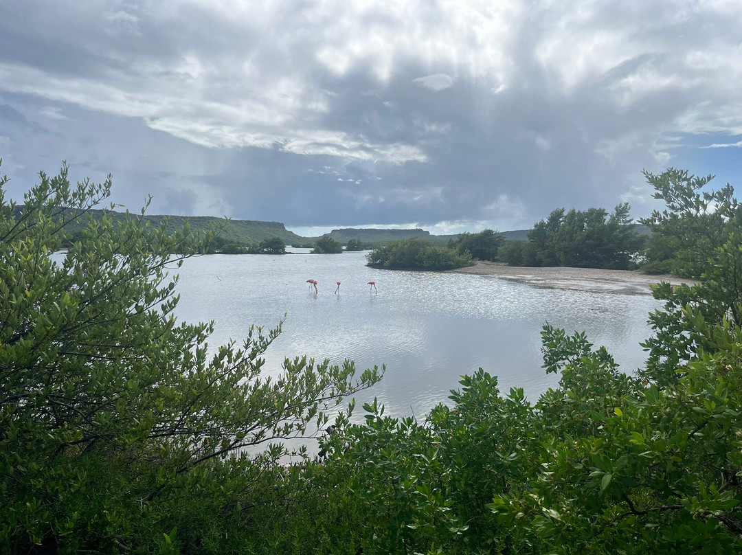 Flamingo Sanctuary Sint Willibrordus-Sint Willibrordus必去景点