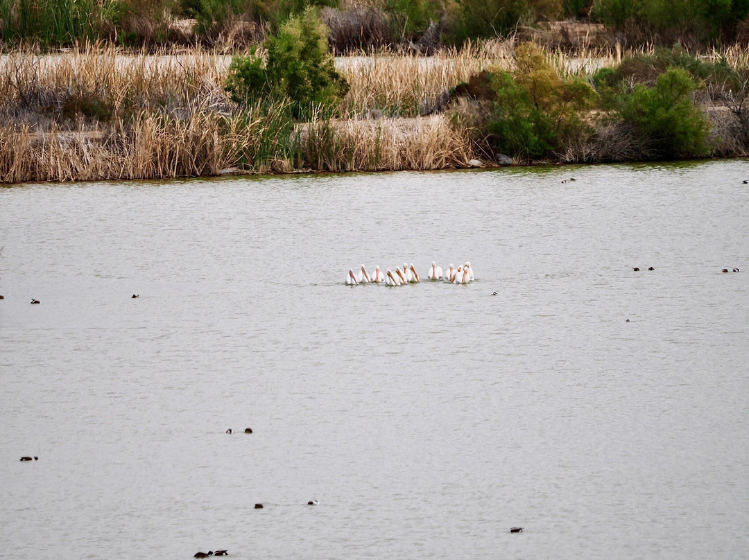 Sonny Bono National Wildlife Reserve-Calipatria必去景点