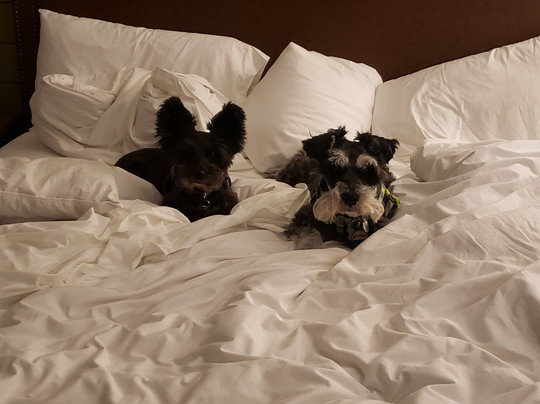 Hyatt Regency Hill Country Resort and Villas主图