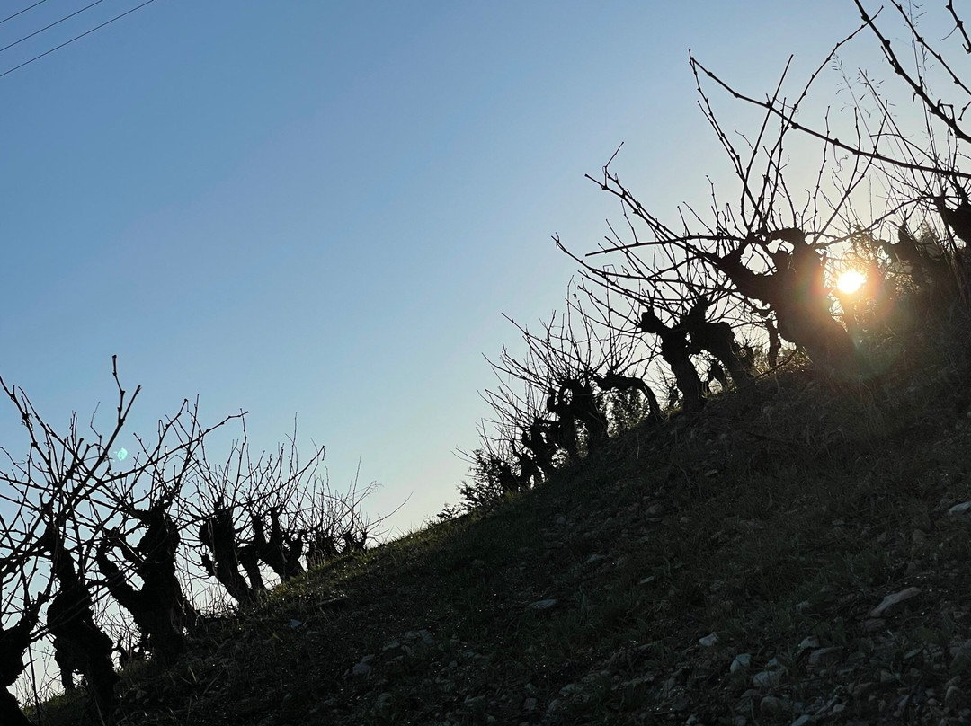 Cyprus Taste Tours - Limassol-利马索尔必去景点