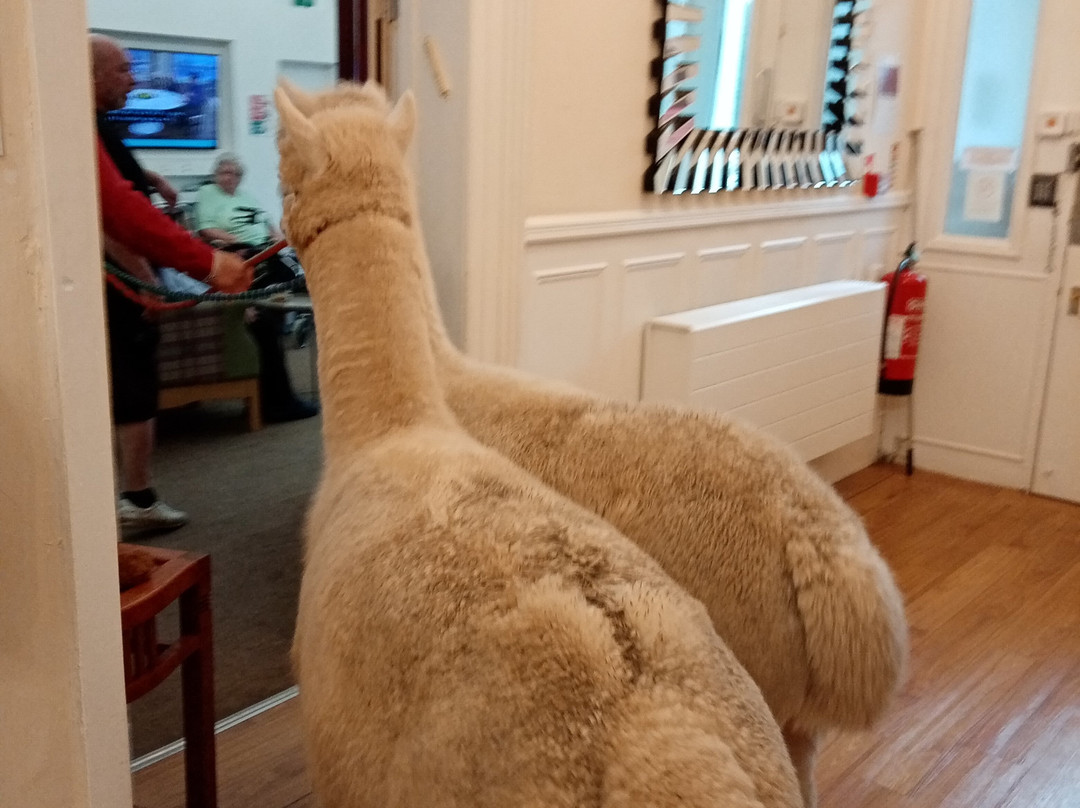 Natterjack Alpacas景点图片